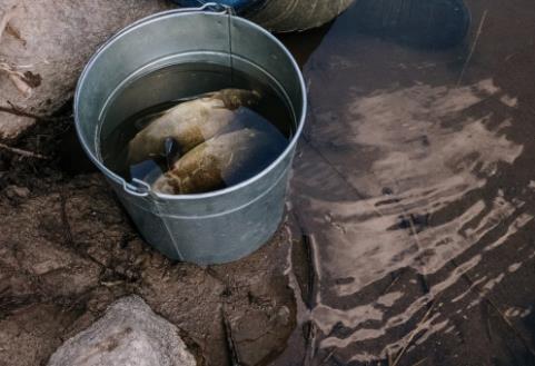 夏季投喂魚食要怎么做？